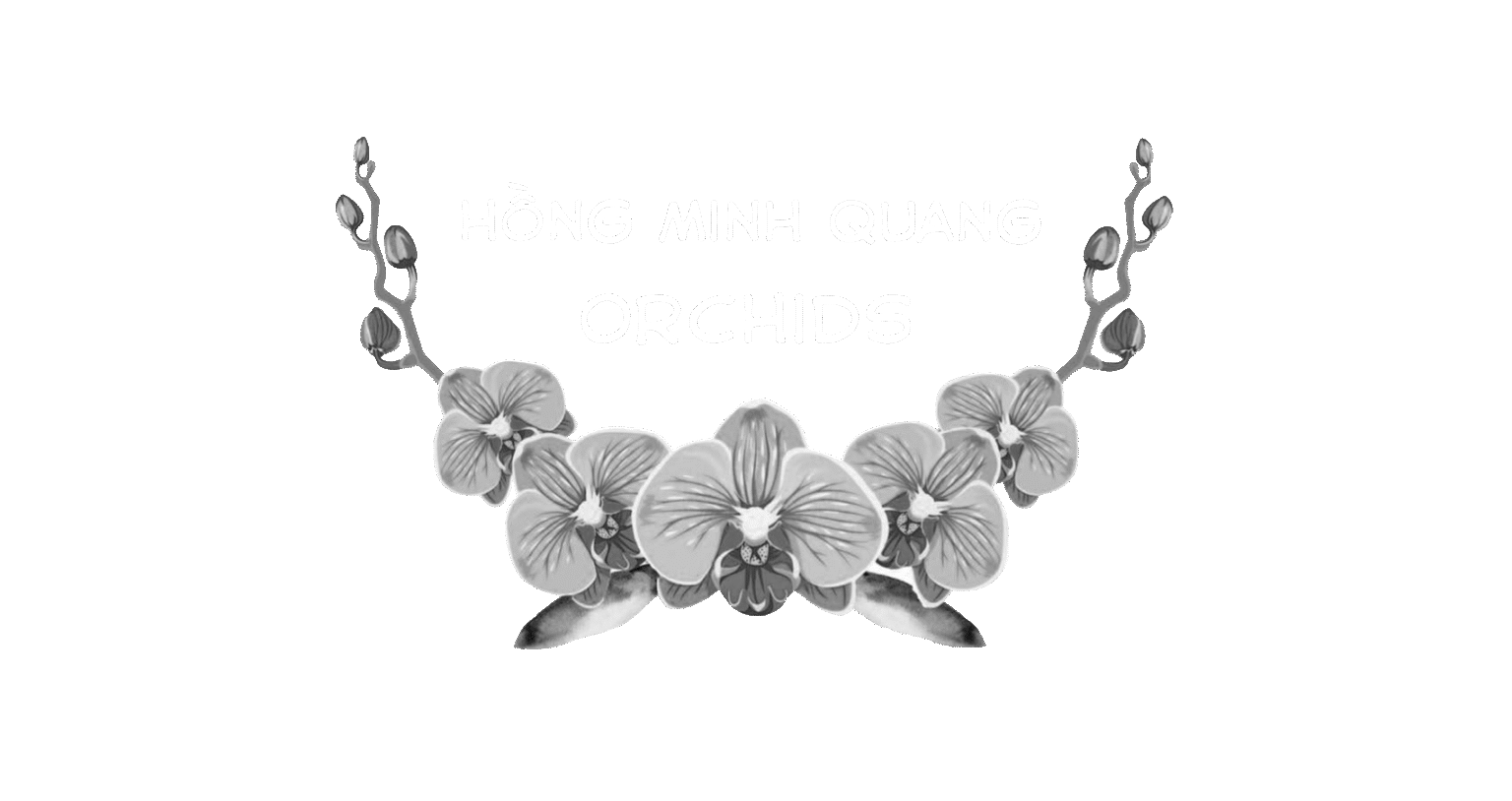 Hong Minh Quang Orchids white logo